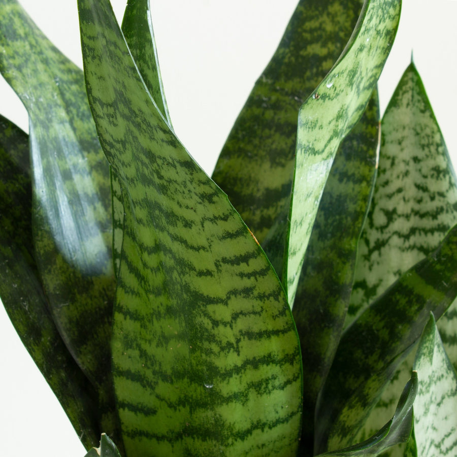 Snake Plant ‘Sansevieria Robusta’ 18cm Pot |My Jungle Home|