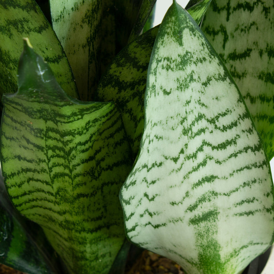 Snake Plant ‘Sansevieria Robusta’ 18cm Pot |My Jungle Home|