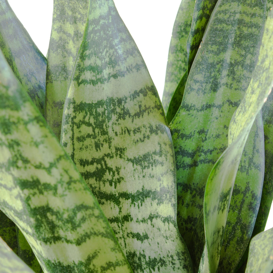 Snake Plant ‘Sansevieria Robusta’ 20cm Pot |My Jungle Home|