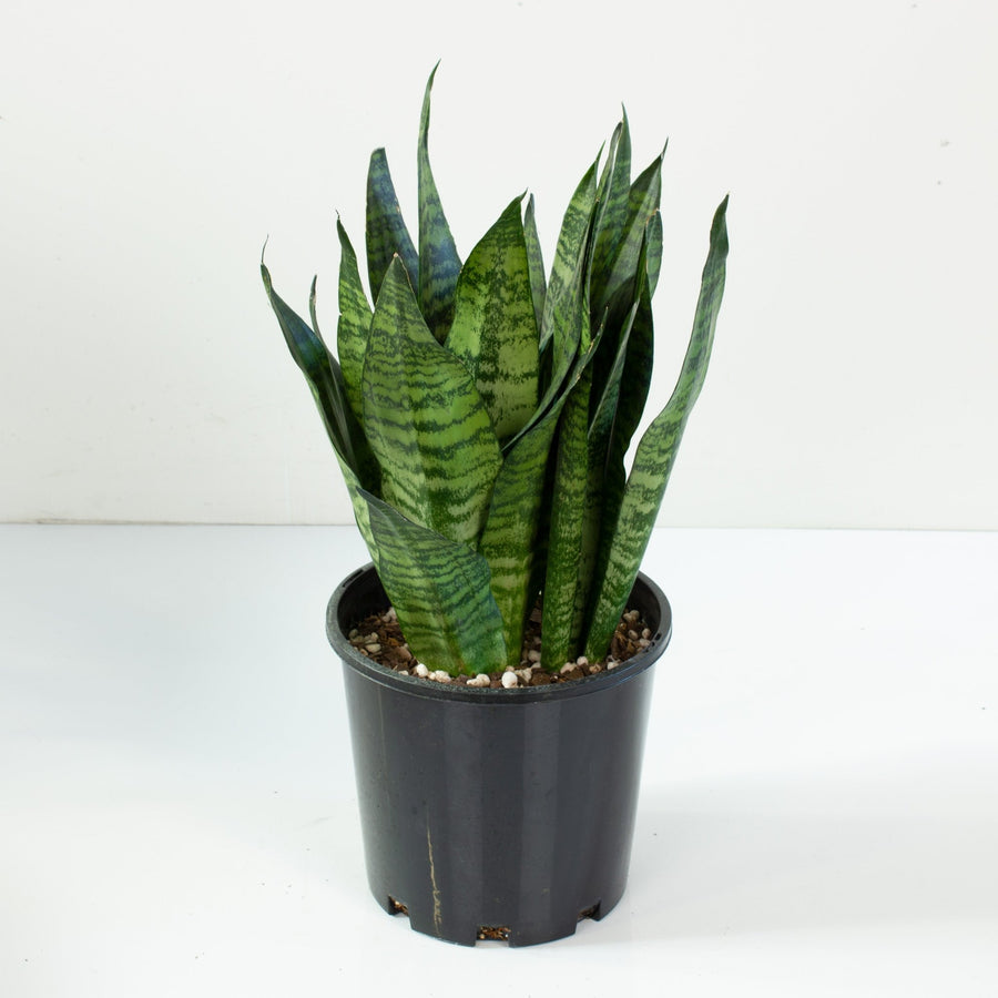 buy snake plant melbourne Buy Snake Plant 'Sansevieria Robusta' 20cm Pot