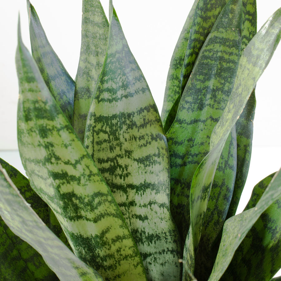 Snake Plant ‘Sansevieria Robusta’ 20cm Pot |My Jungle Home|