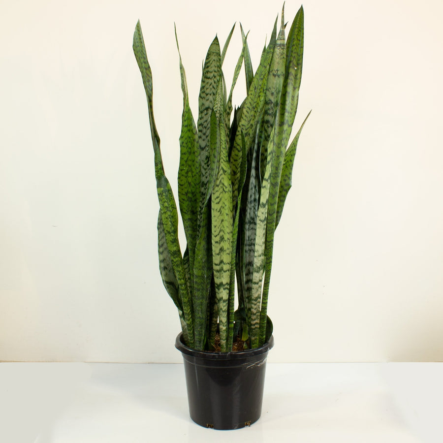 zeylanica snake plant height Buy Snake Plant 'Sansevieria Zeylanica' 30cm Pot