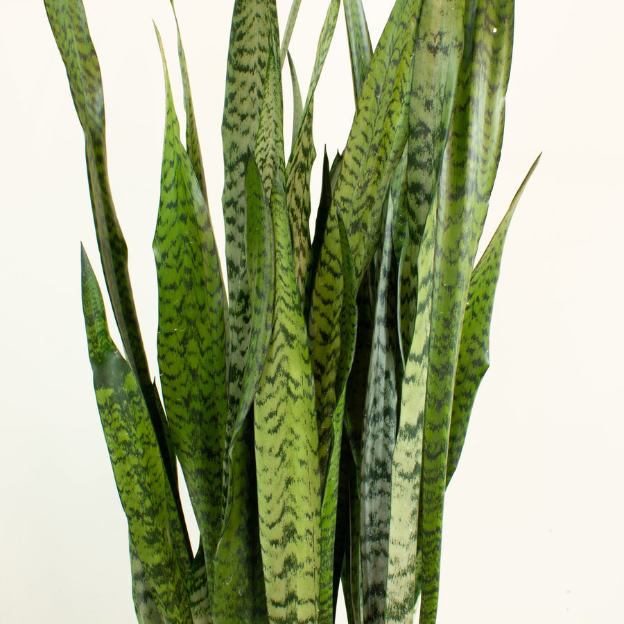 Snake Plant ‘Sansevieria Zeylanica’ 30cm Pot |My Jungle Home|