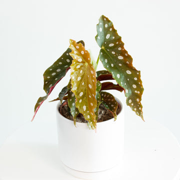 Spotted Begonia ‘Maculata’ 12 cm pot |My Jungle Home|