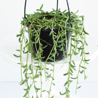 String of beans hanging basket 18cm pot |My Jungle Home|