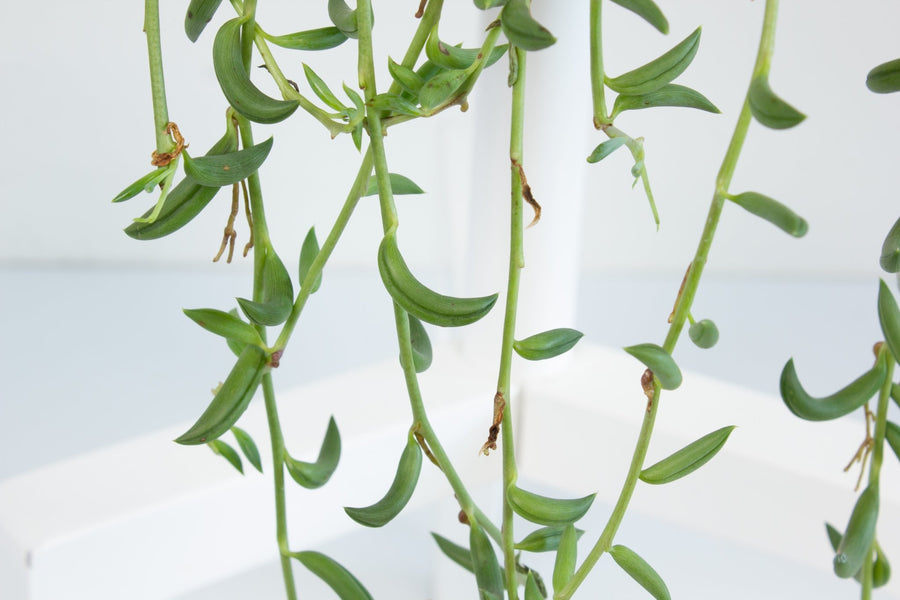 String of beans hanging basket 18cm pot |My Jungle Home|