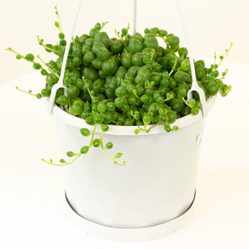 String of Pearls Hanging Basket 12cm pot |My Jungle Home|