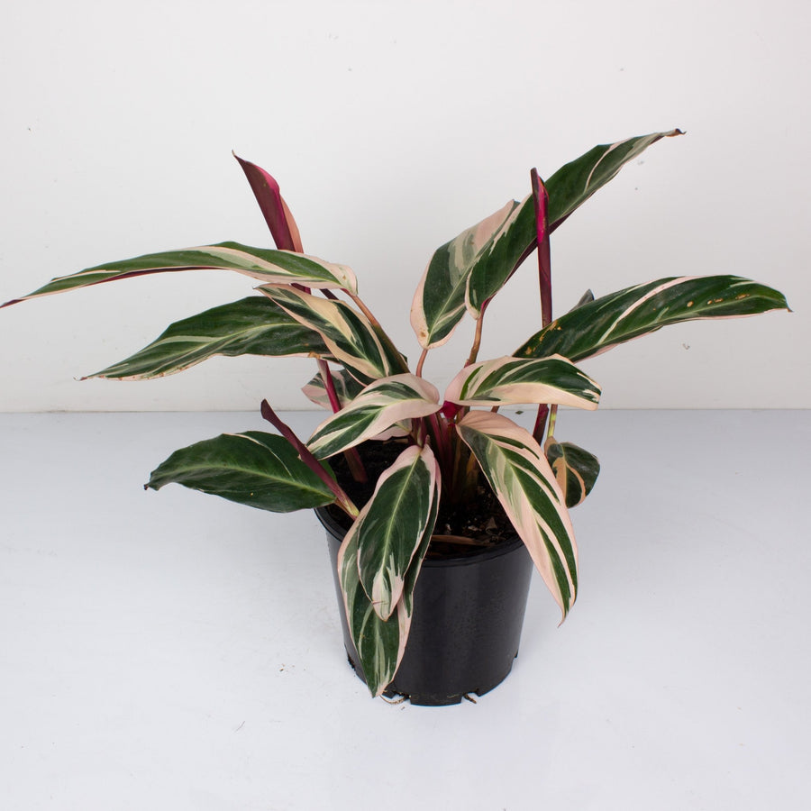 Stromanthe Sanguinea Tricolour 20cm pot |My Jungle Home|