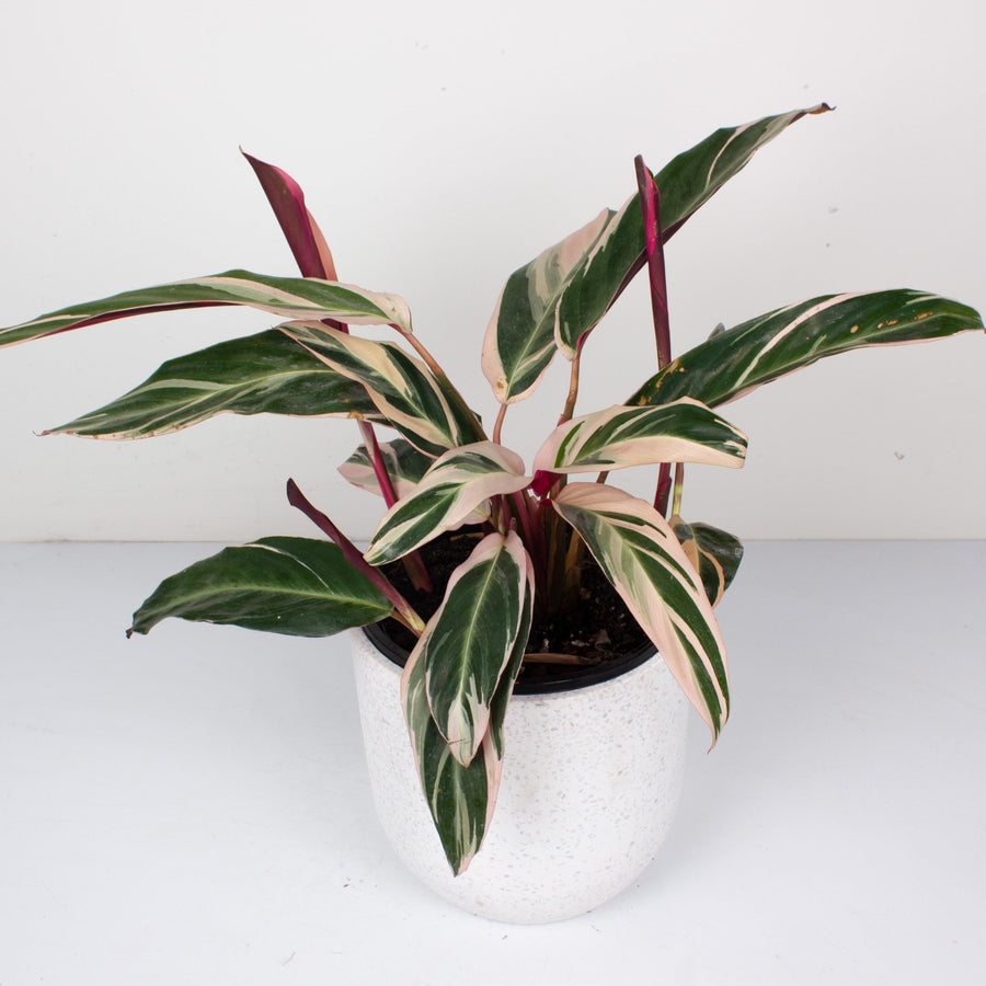 Stromanthe Sanguinea Tricolour 20cm pot |My Jungle Home|