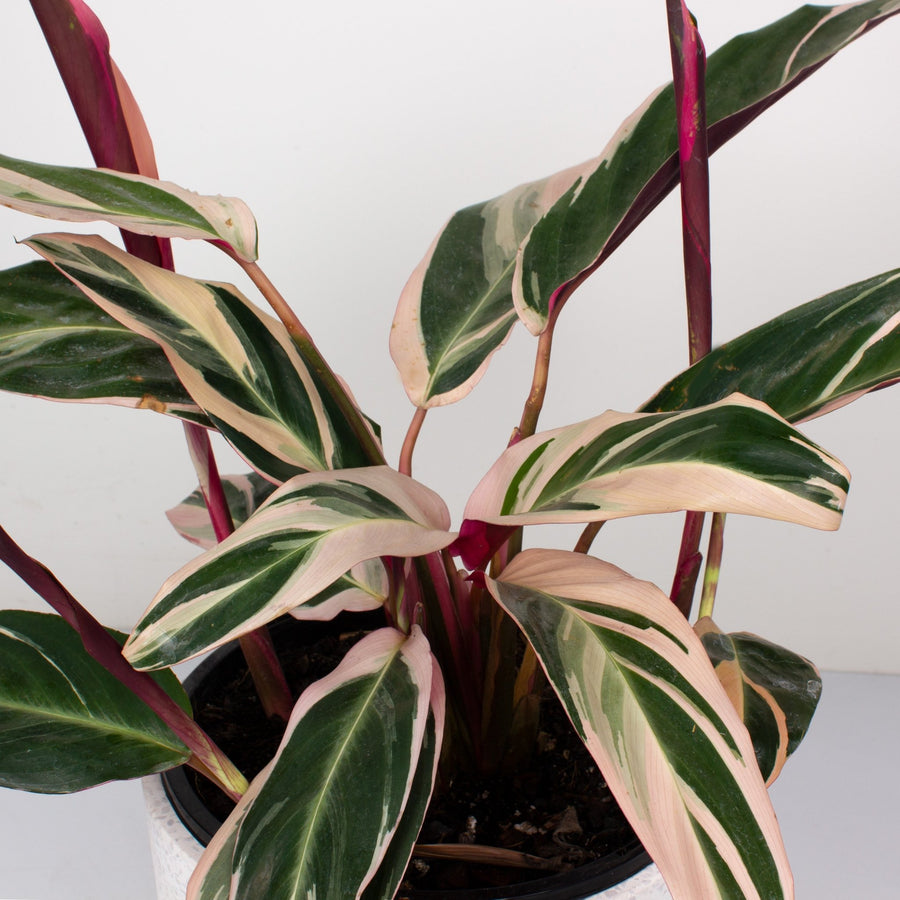 Stromanthe Sanguinea Tricolour 20cm pot |My Jungle Home|