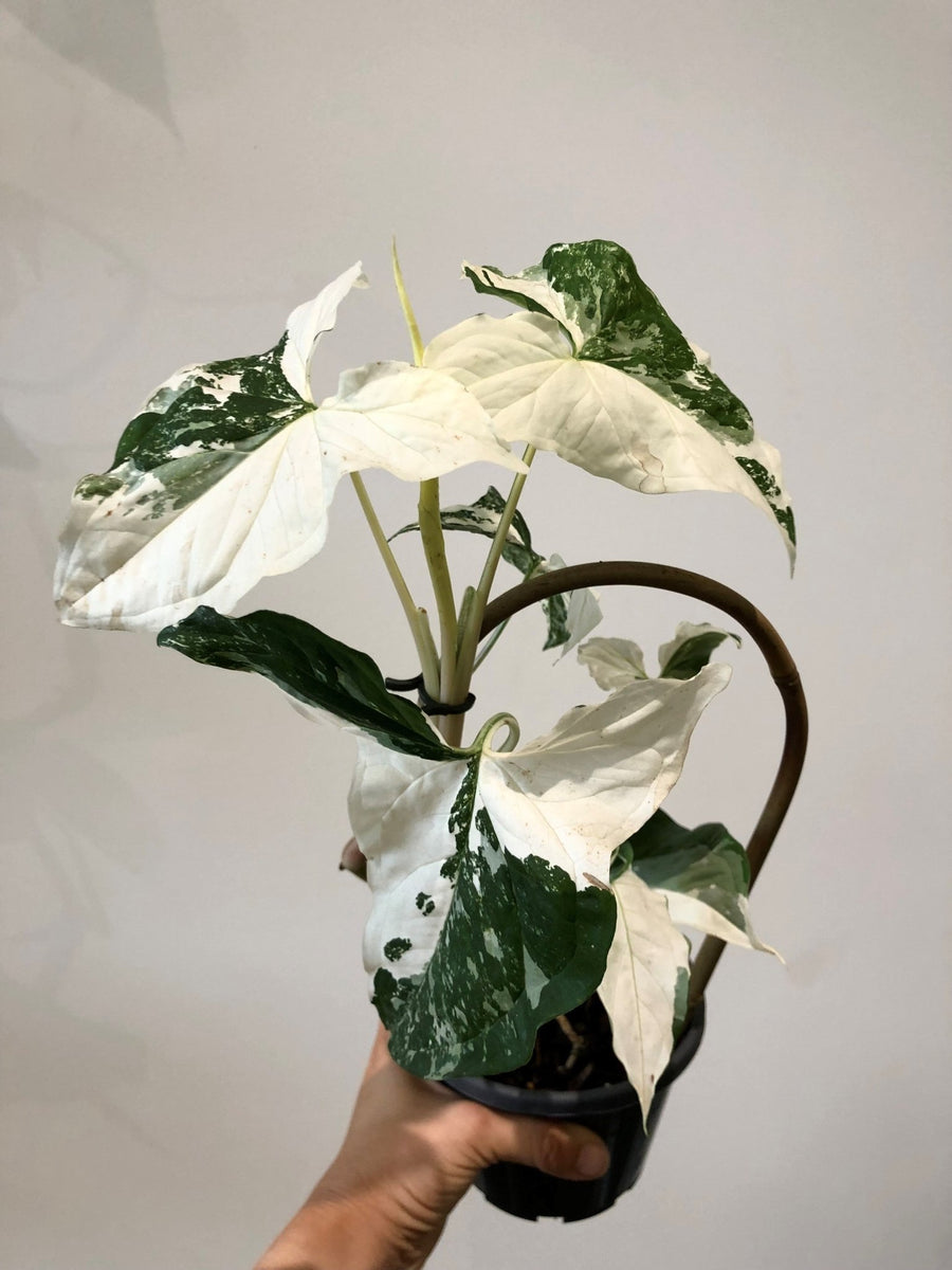 Syngonium Fantasy 13cm Pot |My Jungle Home|