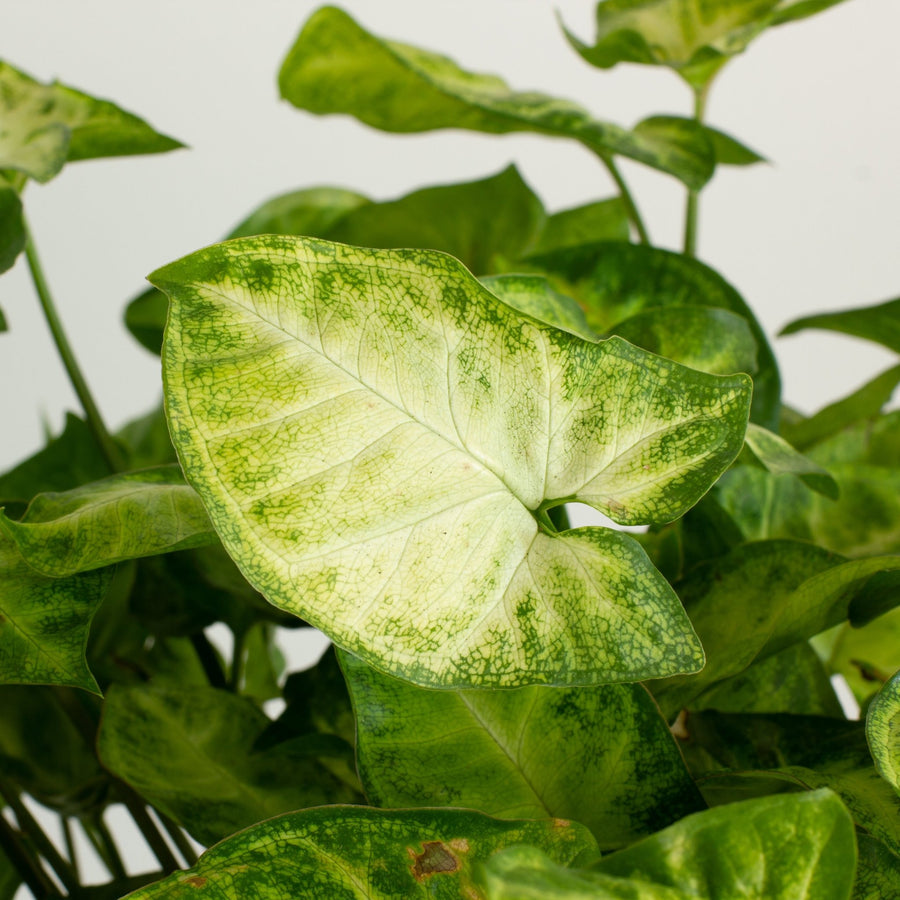 Syngonium White Butterfly 14cm pot |My Jungle Home|