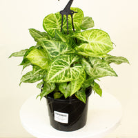 Syngonium White Butterfly Hanging Basket 17.5cm pot |My Jungle Home|