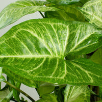Syngonium White Butterfly Totem 25cm pot |My Jungle Home|