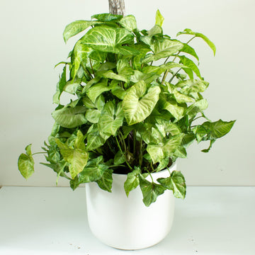 Syngonium White Butterfly Totem 25cm pot |My Jungle Home|