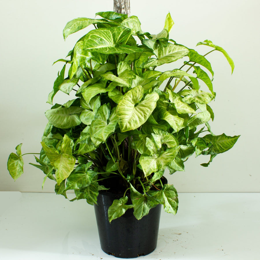 Syngonium White Butterfly Totem 25cm pot |My Jungle Home|