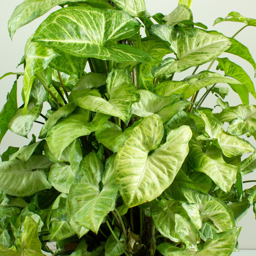 Syngonium White Butterfly Totem 25cm pot |My Jungle Home|