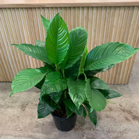 Tall and Bushy Peace Lily Spathiphyllum 25cm pot |My Jungle Home|