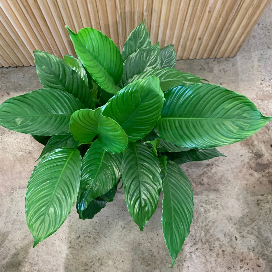 Tall and Bushy Peace Lily Spathiphyllum 25cm pot |My Jungle Home|