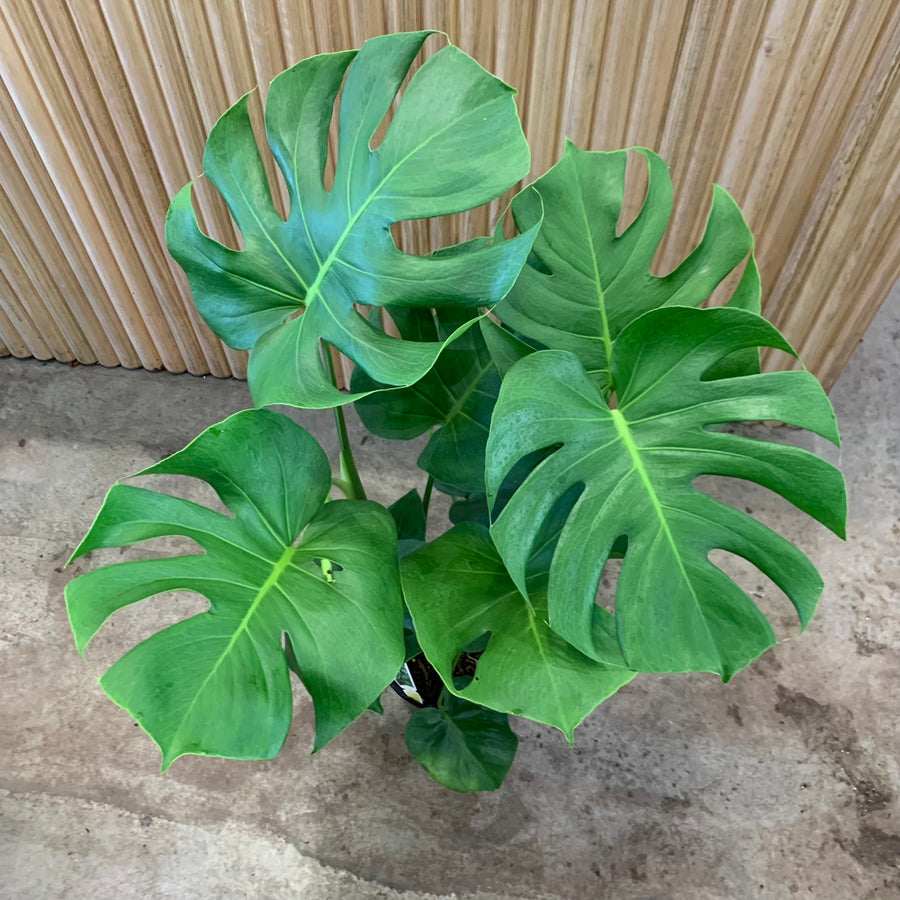 Tall and Full Monstera Deliciosa plant 20cm pot |My Jungle Home|