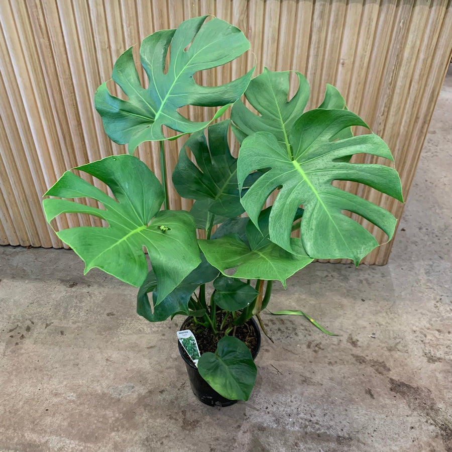 Tall and Full Monstera Deliciosa plant 20cm pot |My Jungle Home|