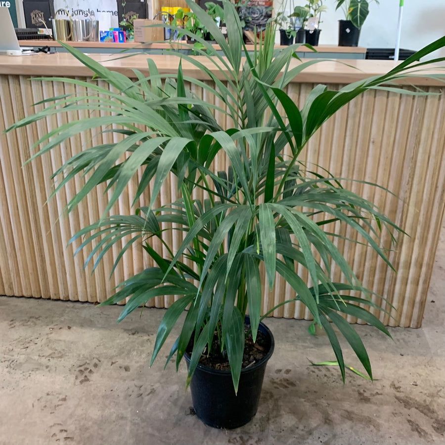 Tall, Bushy Multi Planted Kentia Palm 'Howea Forsterian' tall 25cm pot |My Jungle Home|