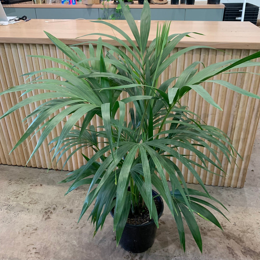 Tall, Bushy Multi Planted Kentia Palm 'Howea Forsterian' tall 25cm pot |My Jungle Home|