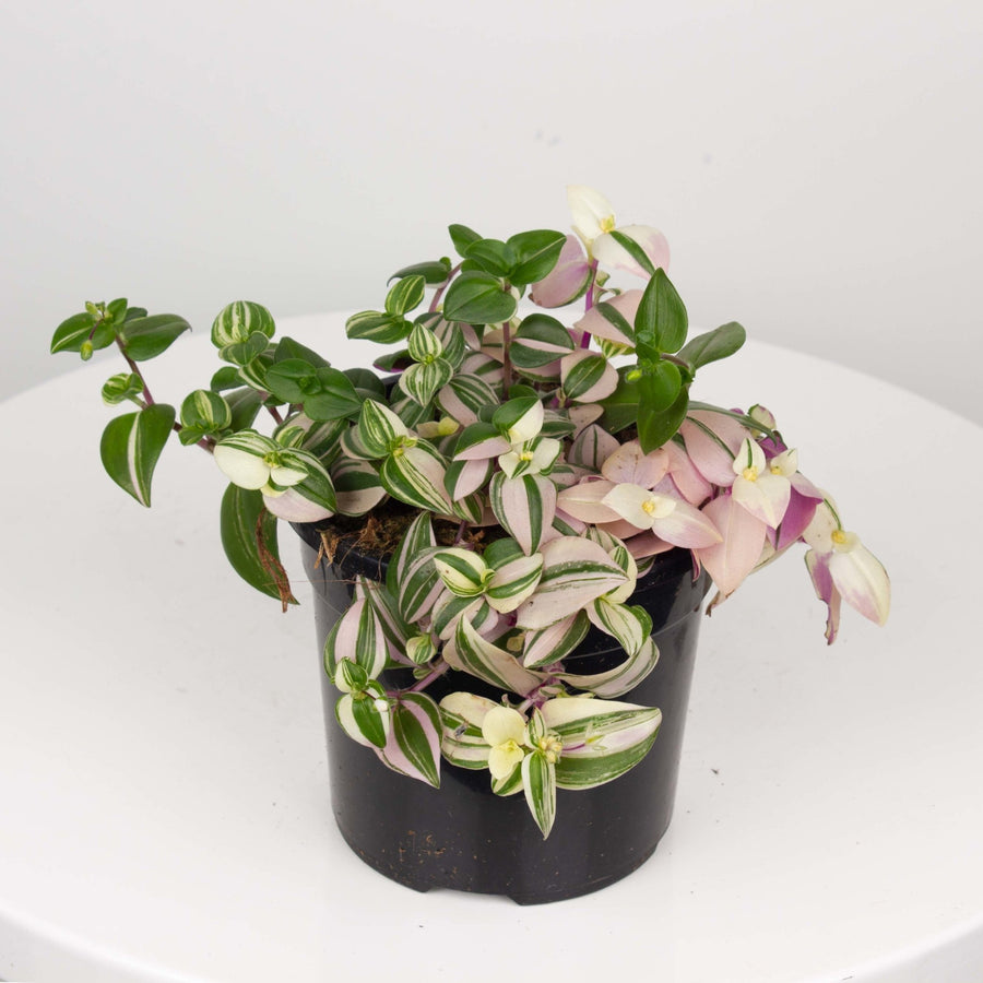 Tradescantia Tricolour ‘Fluminesis’ 13cm pot |My Jungle Home|