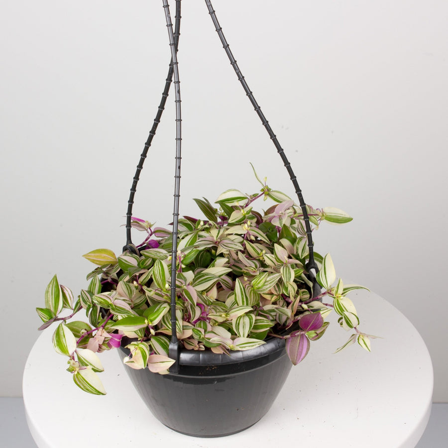 Tradescantia Tricolour ‘Fluminesis’ 20cm pot |My Jungle Home|