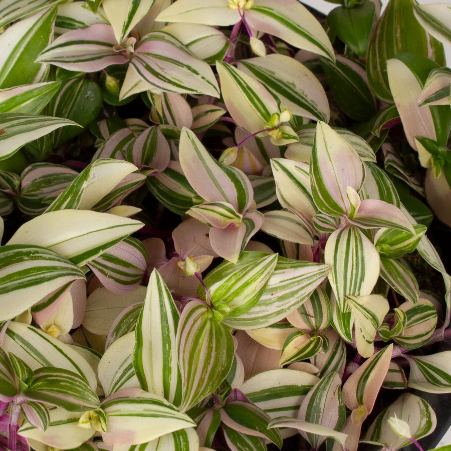 Tradescantia Tricolour ‘Fluminesis’ 20cm pot |My Jungle Home|