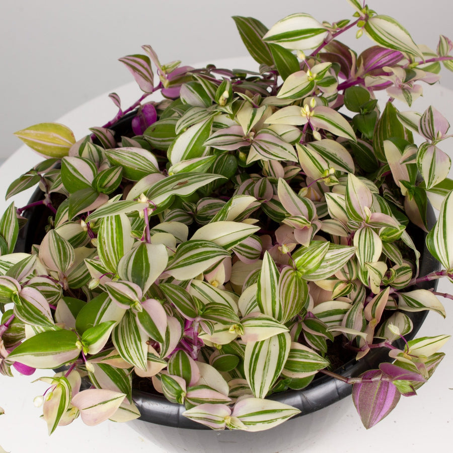 Tradescantia Tricolour ‘Fluminesis’ 20cm pot |My Jungle Home|