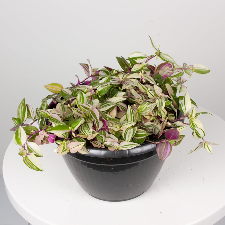 Tradescantia Tricolour ‘Fluminesis’ 20cm pot |My Jungle Home|