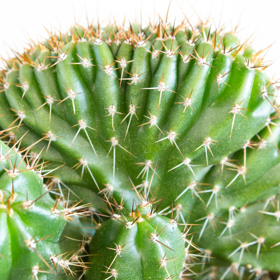 Trichocereus Peruvianus 'Twister' Cactus 13cm pot |My Jungle Home|