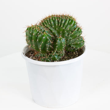 Trichocereus Peruvianus 'Twister' Cactus 13cm pot |My Jungle Home|