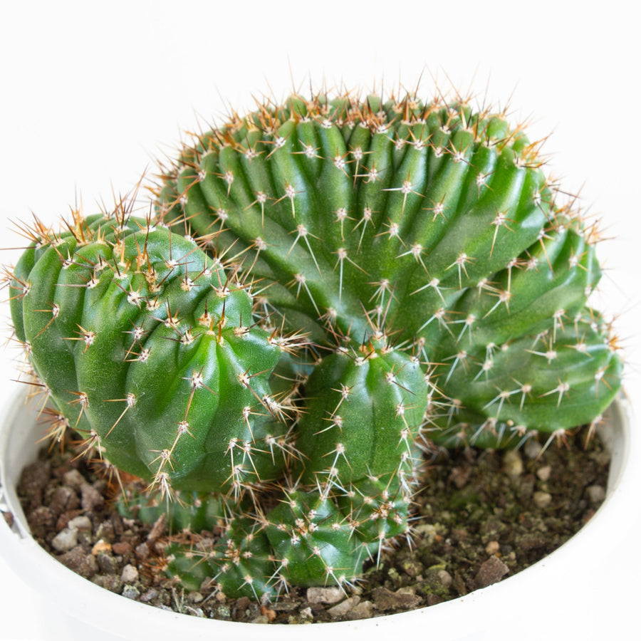 Trichocereus Peruvianus 'Twister' Cactus 13cm pot |My Jungle Home|