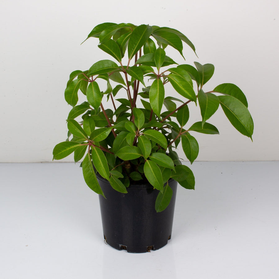 Umbrella Plant 'Tupidanthus Calyptrus' 20cm pot |My Jungle Home|