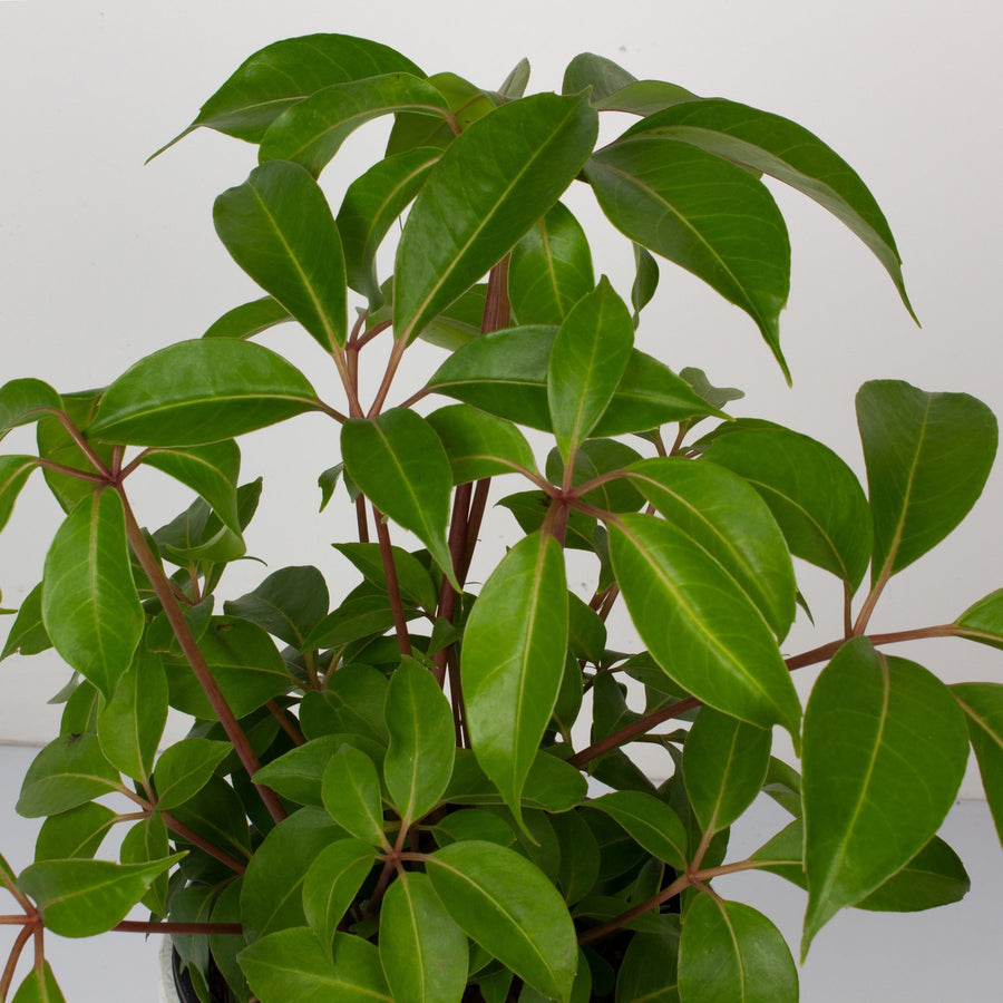 Umbrella Plant 'Tupidanthus Calyptrus' 20cm pot |My Jungle Home|