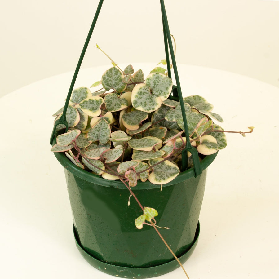 Variegated Chain of Hearts 13cm pot |My Jungle Home|
