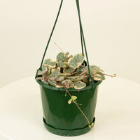 Variegated Chain of Hearts 13cm pot |My Jungle Home|