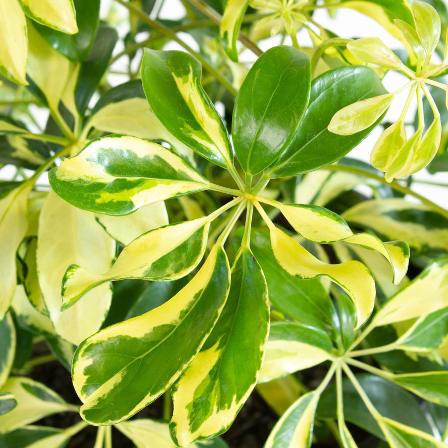 Variegated Schefflera Arboricola 'Mini Umbrella' Plant 20cm pot |My Jungle Home|