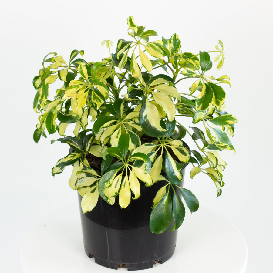 Variegated Schefflera Arboricola 'Mini Umbrella' Plant 20cm pot |My Jungle Home|