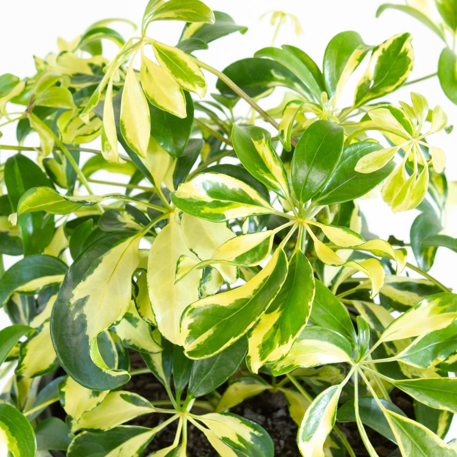 Variegated Schefflera Arboricola 'Mini Umbrella' Plant 20cm pot |My Jungle Home|