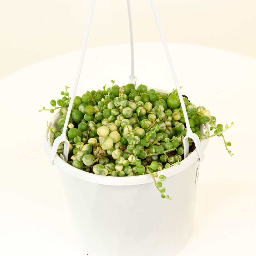 Variegated String of Pearls Hanging Basket 12cm Pot |My Jungle Home|