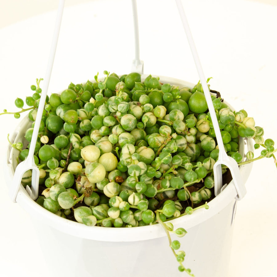 Variegated String of Pearls Hanging Basket 12cm Pot |My Jungle Home|