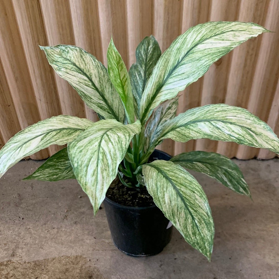 Varigated Peace Lily Sensation 12.5cm pot |My Jungle Home|