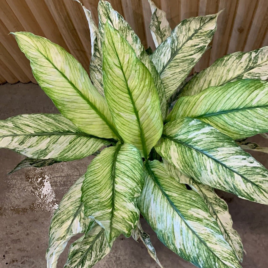 peace lily sensation for sale Buy Varigated Peace Lily Sensation 20cm pot, Indoor Plant
