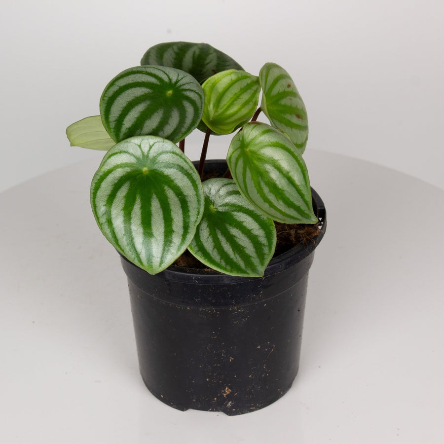 Watermelon Peperomia 13cm pot |My Jungle Home|