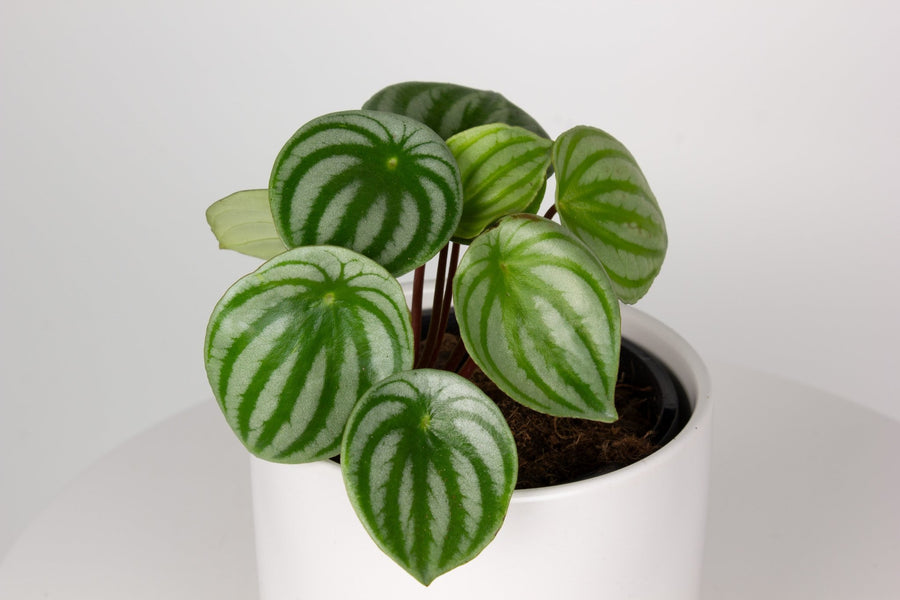 Watermelon Peperomia 13cm pot |My Jungle Home|