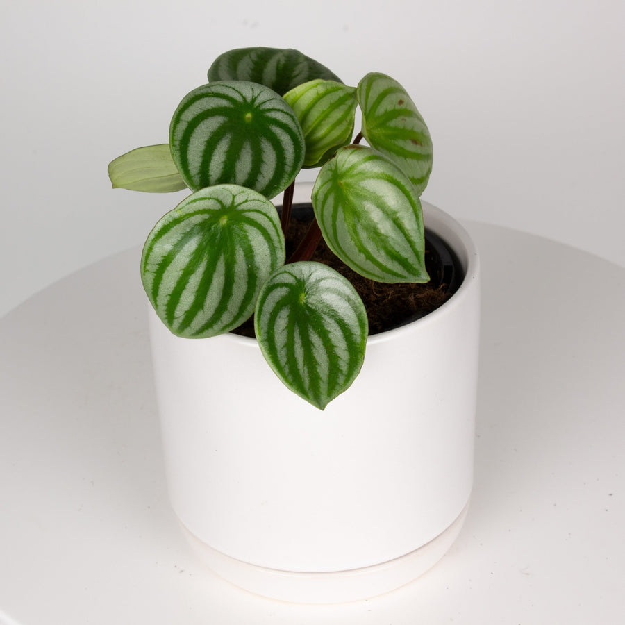 Watermelon Peperomia 13cm pot |My Jungle Home|