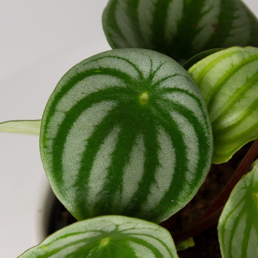 Watermelon Peperomia 13cm pot |My Jungle Home|